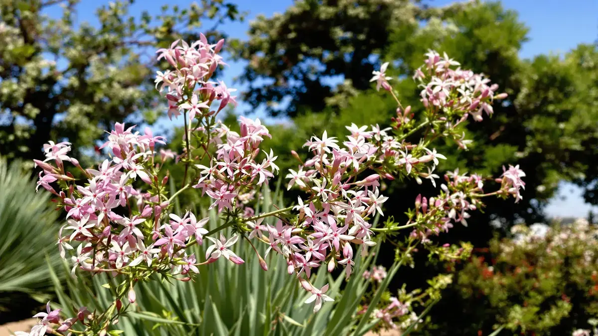 Ontdek deze verbluffende plant die 8 maanden bloeit zonder enige verzorging, zelfs onder intense hitte